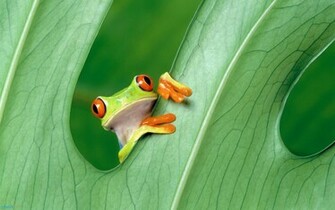 Green Frog Wallpaper
