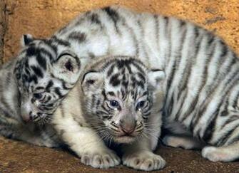 Baby White Tiger Wallpaper
