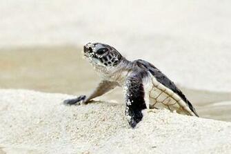 Edge Of The Plank Cute Animals Baby Sea Turtles