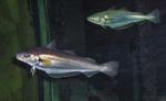 Smelt Whitings Photo Wallpaper