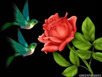 Birds With Rose High Quality And Resolution Wallpaper