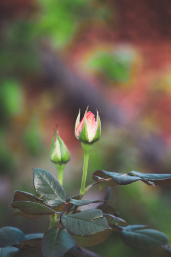 Top Rose iPhone Wallpaper Full HD 4k To Use