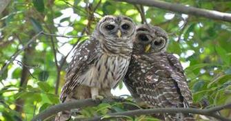 Owls