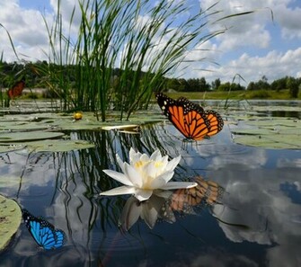3d Beautiful Wallpaper Screenshot