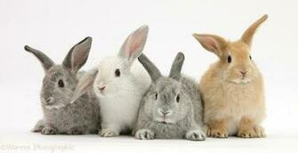 About Rabbits Testing Social Features York Wiki Service