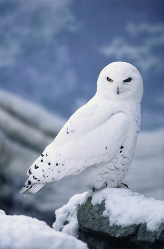 Snowy Owl
