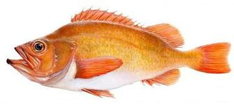 Gallery For Gt Red Fish Wallpaper