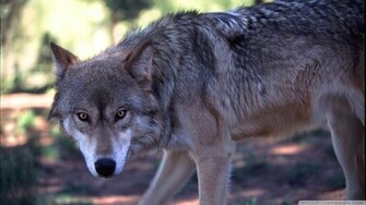 Wolf Wallpaper Gray Hunting By