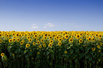 Sunflower Field Wallpaper