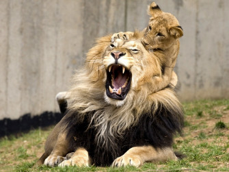 Lions Training Baby Lion Wallpaper HD