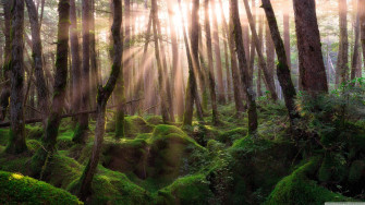 Forest Wallpaper