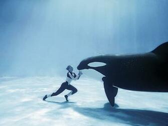 Killer Whales Wallpaper Animal Literature