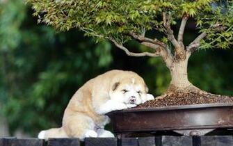 American Akita HD Desktop Wallpaper 7wallpaper Net