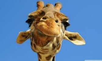 Giraffes HD Wallpaper Cute Giraffe Desktophive