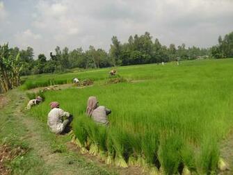 Bangladesh Image Paddy Tree Shanto HD Wallpaper And Background