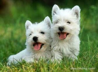 Westie Puppies Wallpaper Westie10 Jpg