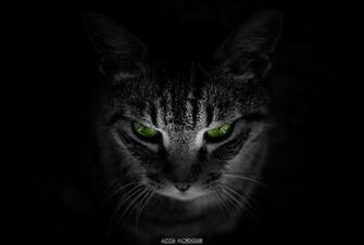 Animals HD Wallpaper Cat Black Background Green Eyes