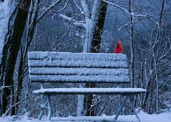 Winter Bird Wallpaper