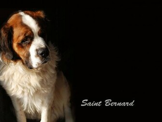 Saint Bernard Desktop Wallpaper