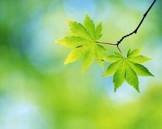 Spring Sheet Desktop Pc And Mac Wallpaper