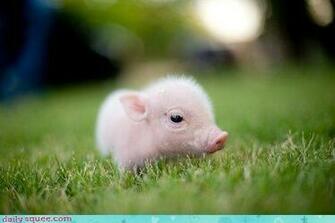 The Fabulous Flamingo Cutest Pig Ever