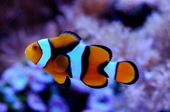 Clown Fish Background Pictures Orange
