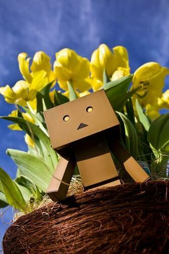 Flowers Danboard Boxman HD Wallpaper Plants