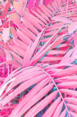 Vertical Pink Wallpaper 720p Src Hot