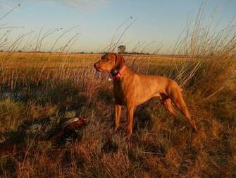 Hunting Dog Wallpaper