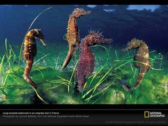 Seahorses Picture Seahorse Wallpaper Photos National