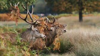 Red Deer Computer Wallpaper Desktop Background Id