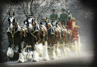 Budweiser Clydesdales Wallpaper