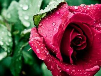 Nature Wallpaper With Red Rose Flower And Water Drops HD