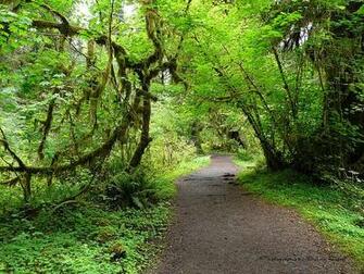Hoh Rain Forest Desktop Wallpaper