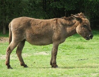 Donkey Wallpaper Fun Animals Wiki Videos Pictures Stories