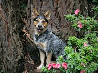 Dogs Wallpaper Trixie Blue Heeler Puppy