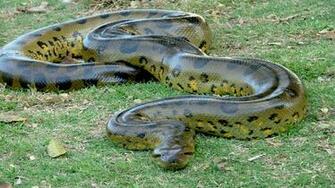Big Green Anaconda Wallpaper HD Widescreen