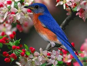 Blue Bird Pink Flowers Wallpaper Birds