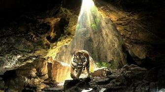 Tiger Wallpaper