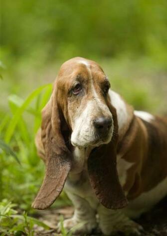 Its A Hound Dog Wallpaper