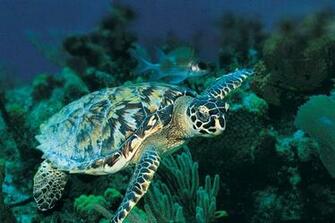 Photo Albums Sea Turtles Ocean Conservancy