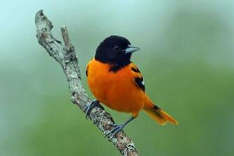 Oriole Photo And Wallpaper All Cute Baltimore Pictures