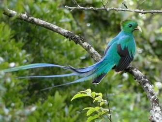Wildlife Beautiful Quetzal Bird