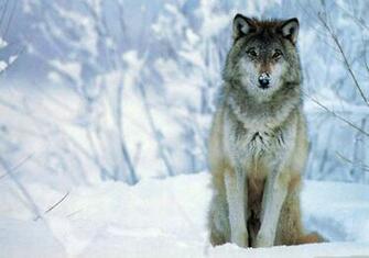 Wolf HD Wallpaper 1080p Desktop Background