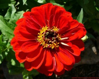Spring Flower Wallpaper Screensavers And Background