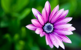 Wet Daisy Wallpaper HD