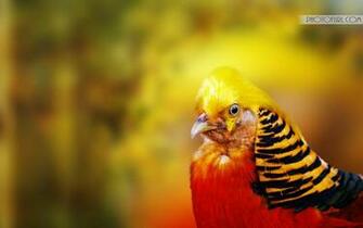 Golden Pheasant New Parrot For Laptop Wallpaper