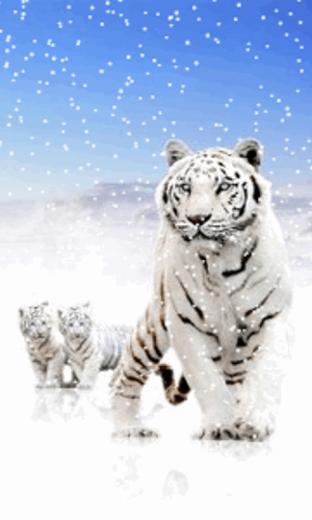 Snow Tiger Screensaver Wallpaper480x800 Wallpaper