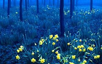 Cran La For T Noire En Allemagne Ts Nature