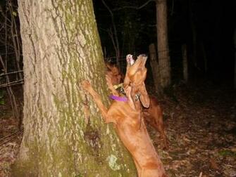 Albums N314 Tsolberg11 Coon 20hunting Hernie2 Jpg